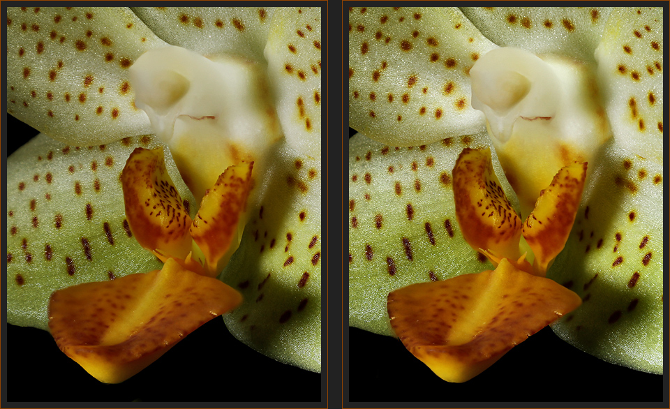 Phalaenopsis [3D]