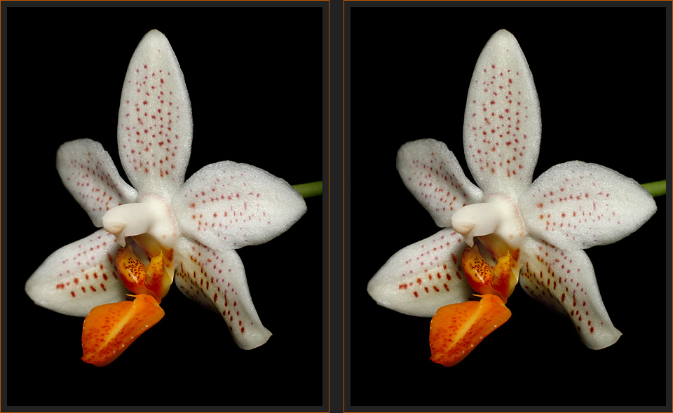 Phalaenopsis [3D]