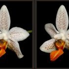 Phalaenopsis [3D]