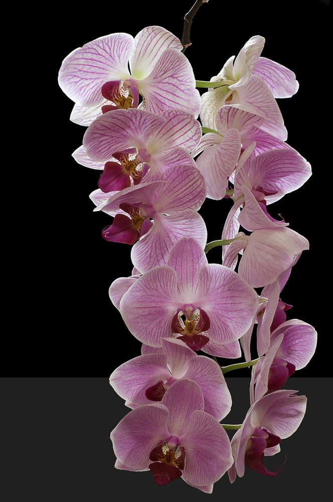 Phalaenopsis