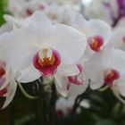 Phalaenopsis