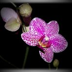 Phalaenopsis 4