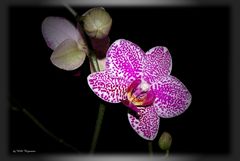 Phalaenopsis 4