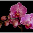 Phalaenopsis (4)