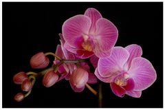 Phalaenopsis (4)