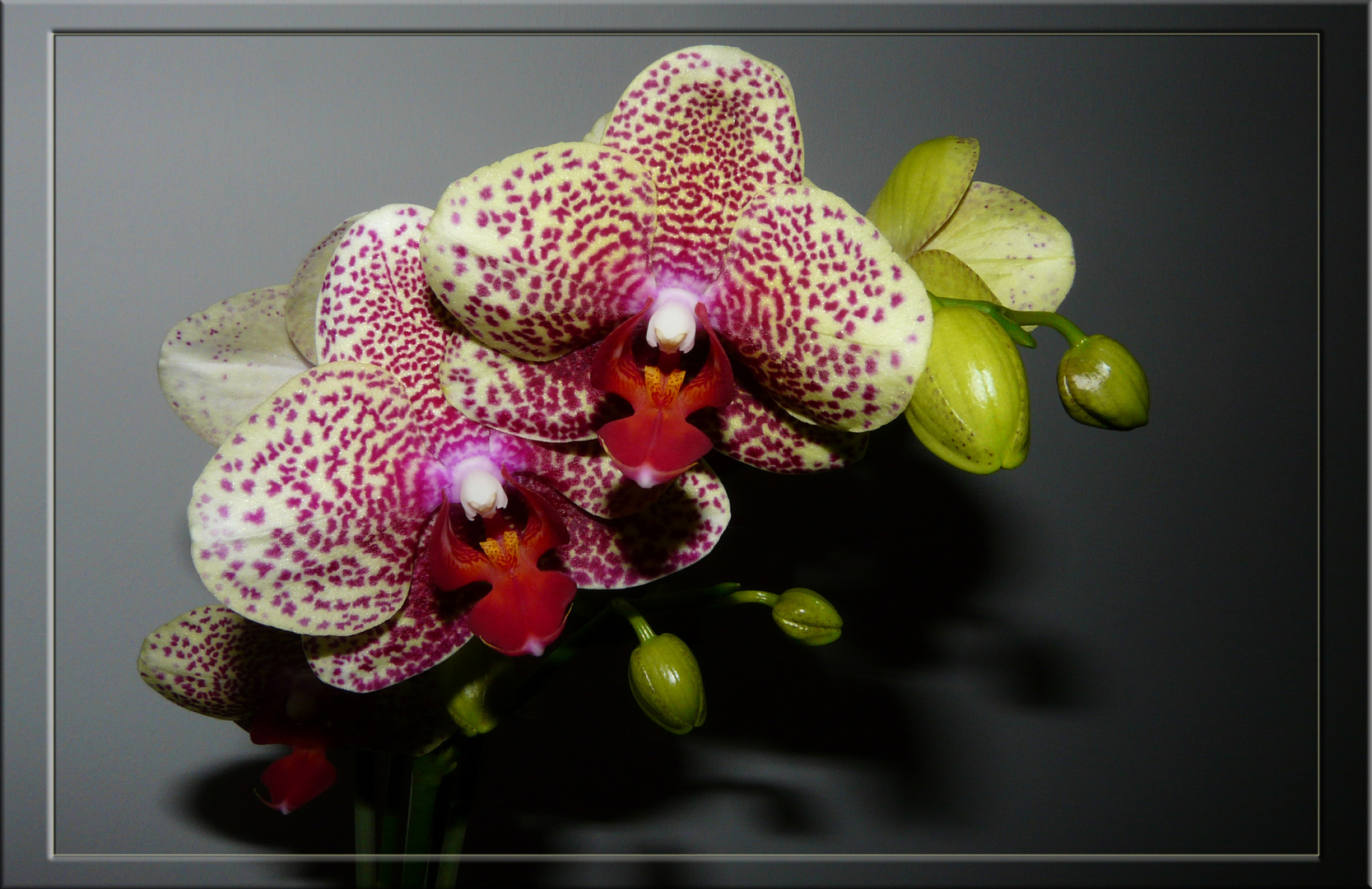 Phalaenopsis 4