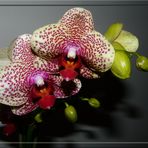 Phalaenopsis 4