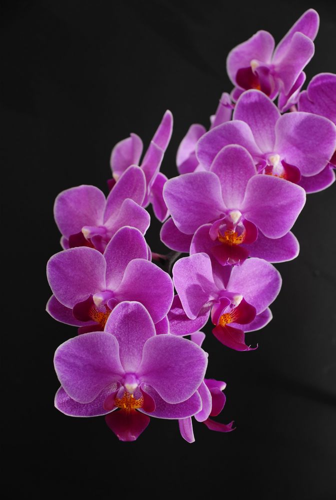 Phalaenopsis