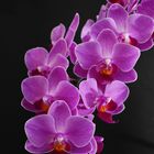 Phalaenopsis