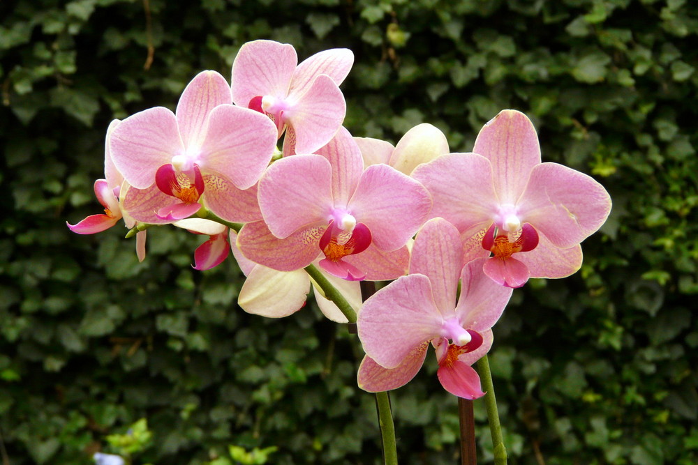 Phalaenopsis