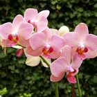 Phalaenopsis