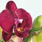 -Phalaenopsis-