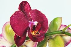 -Phalaenopsis-