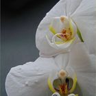 Phalaenopsis