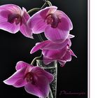 Phalaenopsis