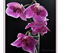 Phalaenopsis