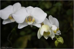 Phalaenopsis