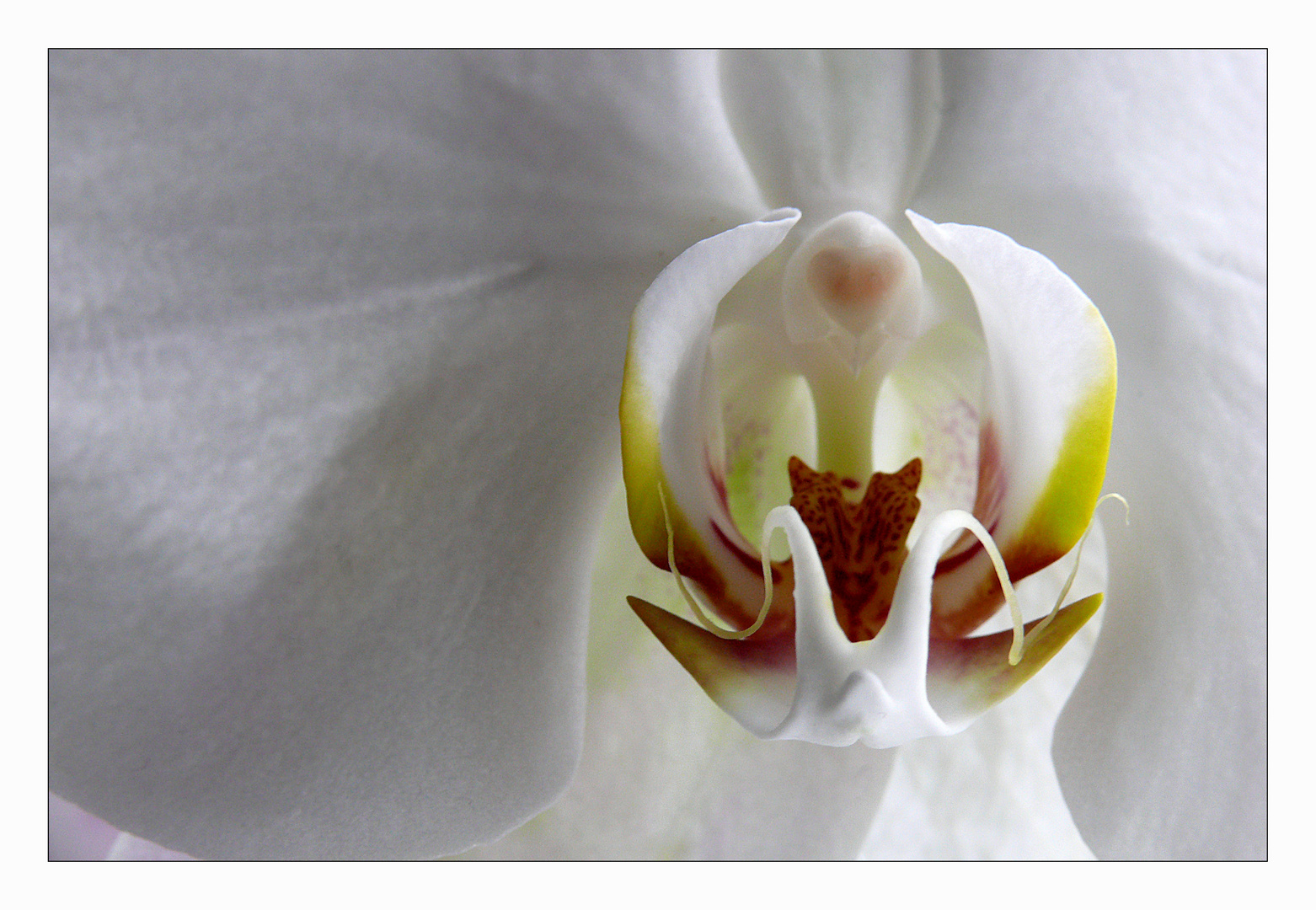 "Phalaenopsis"