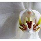 "Phalaenopsis"