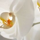 Phalaenopsis