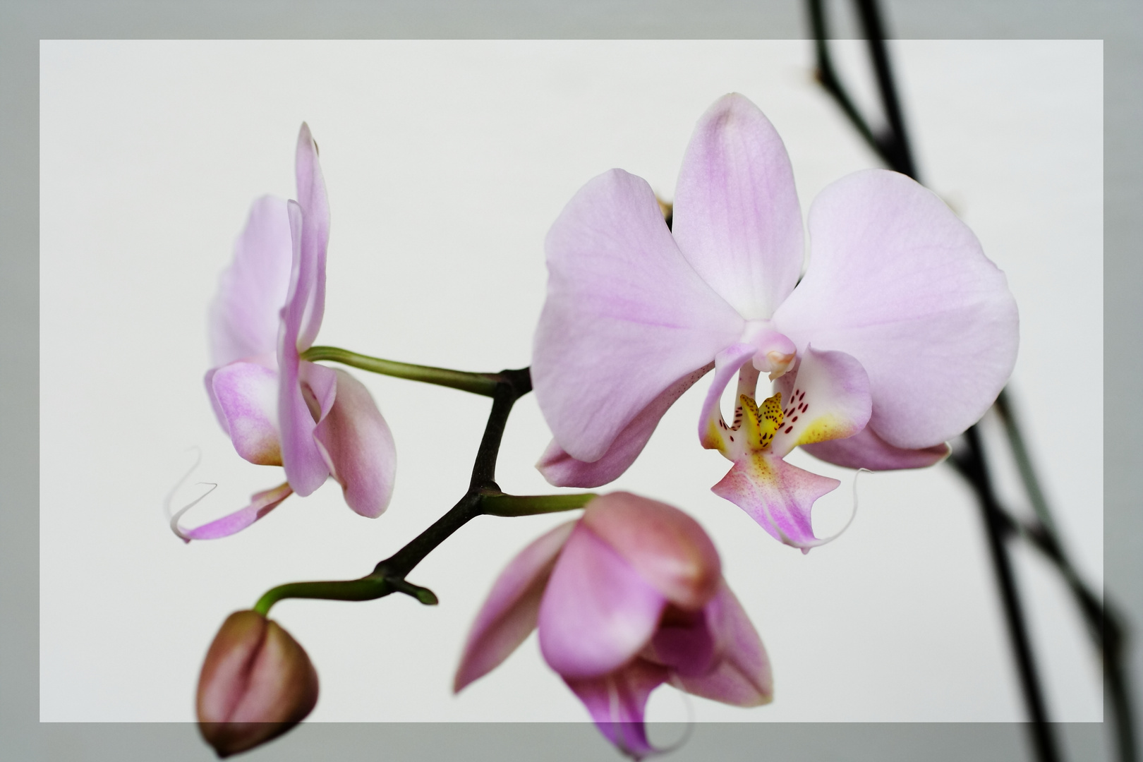 Phalaenopsis