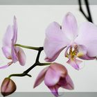 Phalaenopsis