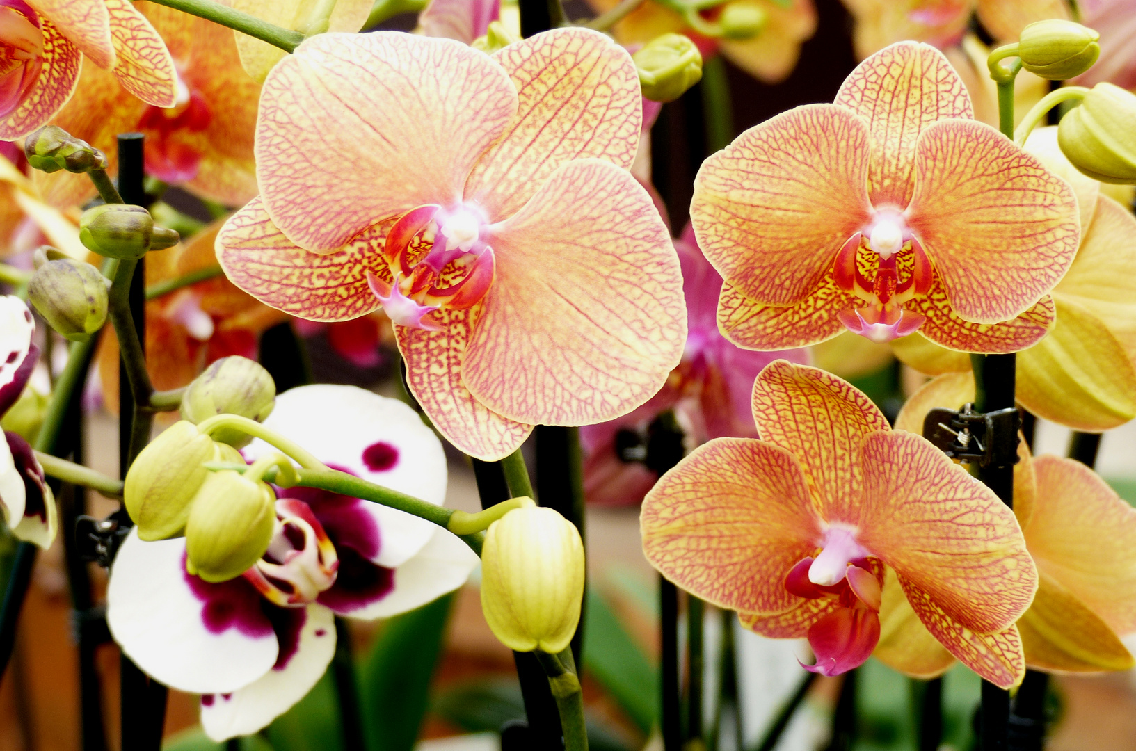 Phalaenopsis