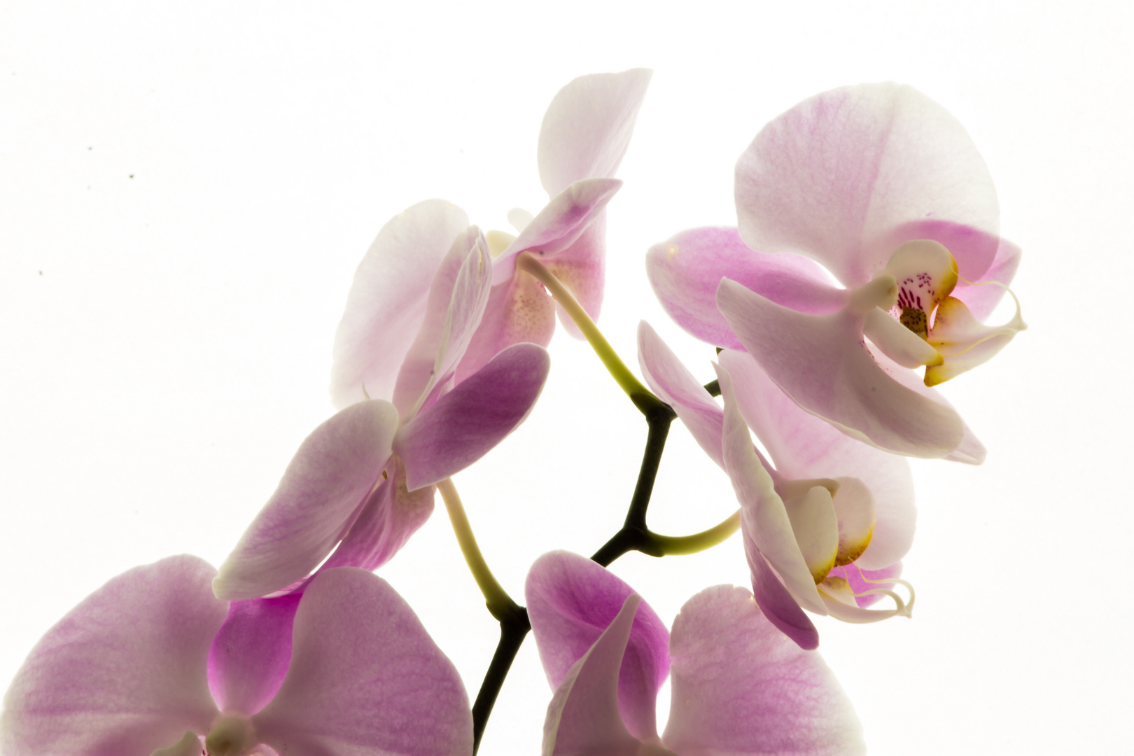 Phalaenopsis