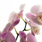 Phalaenopsis