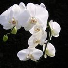 Phalaenopsis