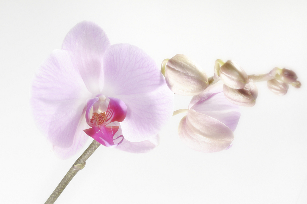 Phalaenopsis