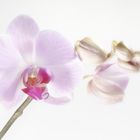 Phalaenopsis