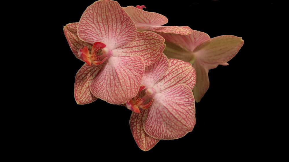 Phalaenopsis