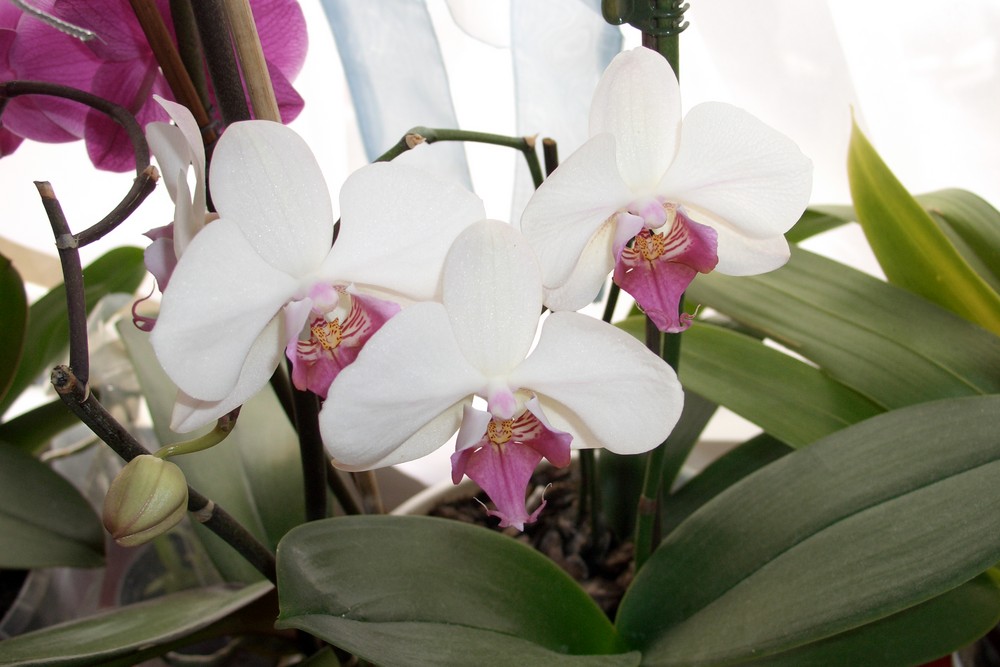 Phalaenopsis