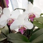 Phalaenopsis