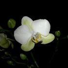 Phalaenopsis 5