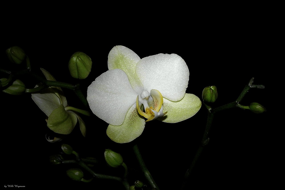 Phalaenopsis 5