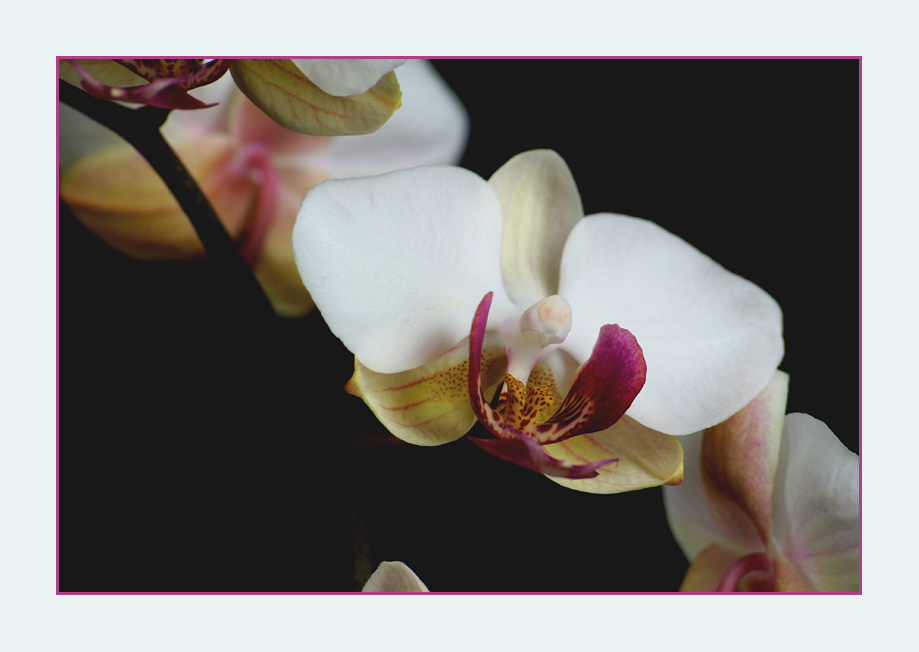 Phalaenopsis