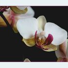 Phalaenopsis