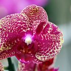 Phalaenopsis