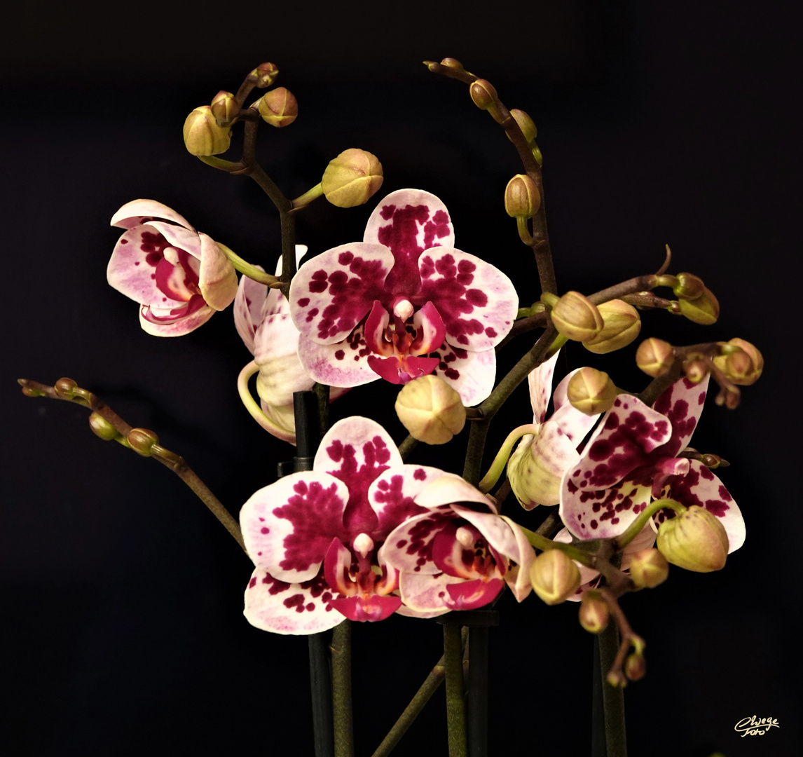 Phalaenopsis