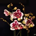 Phalaenopsis