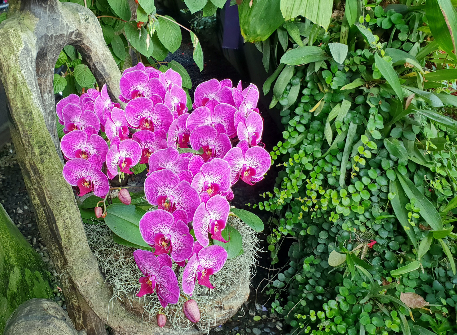 Phalaenopsis