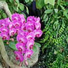 Phalaenopsis