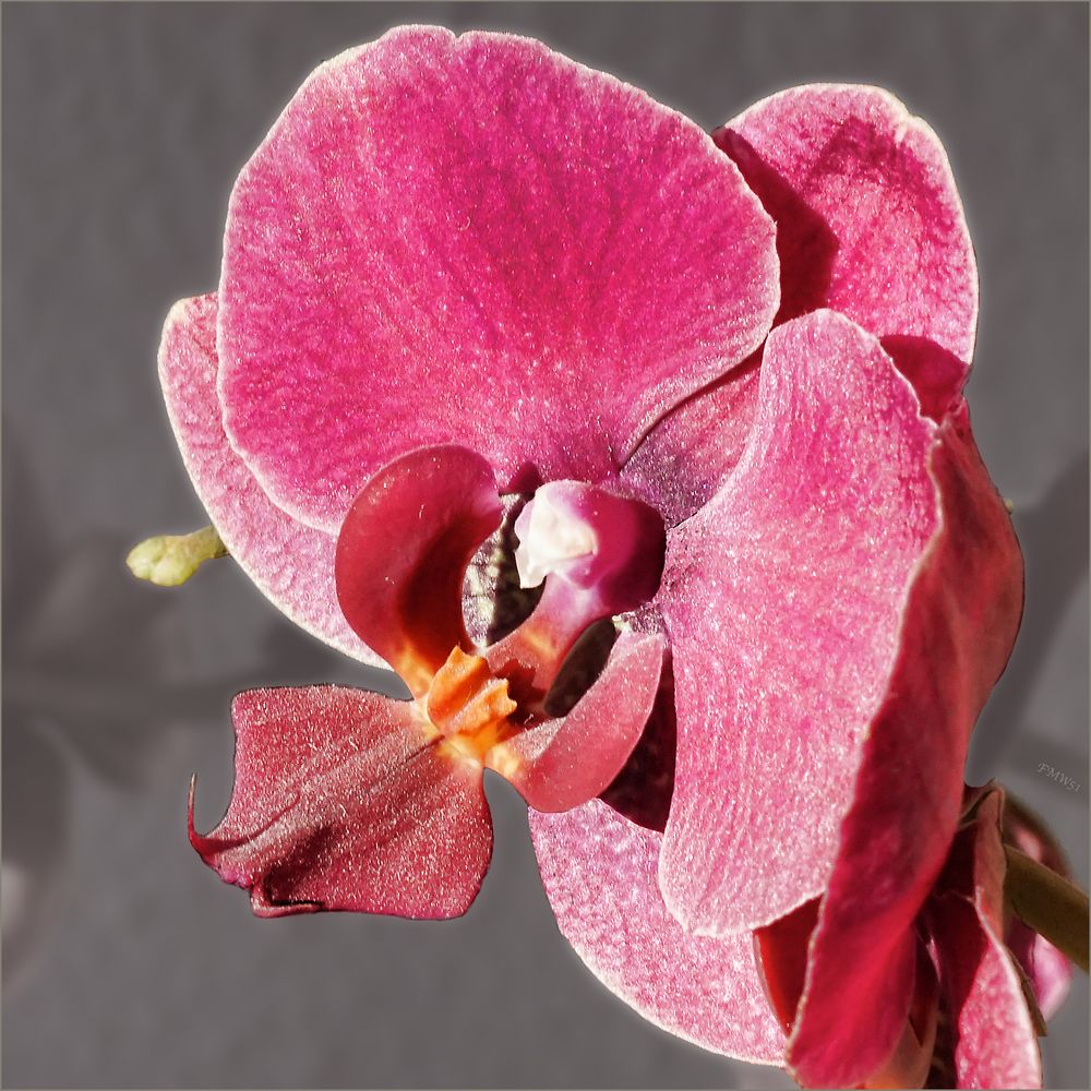 Phalaenopsis