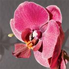 Phalaenopsis