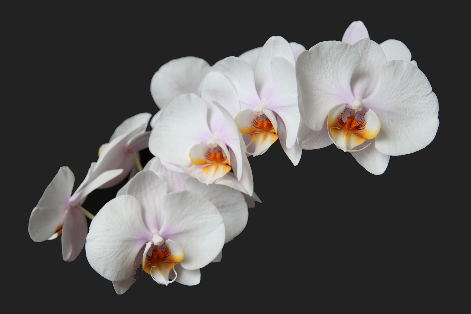 Phalaenopsis