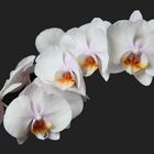 Phalaenopsis