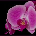 Phalaenopsis