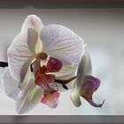 Phalaenopsis